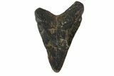 Bargain, Megalodon Tooth - North Carolina #152980-2